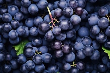 Flat lay background of vines, lots of organic blue dark grapes.