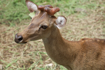 Naklejka na ściany i meble Close up head female deer in garden at thailand