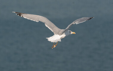 Fliegende Möwe über dem Meer