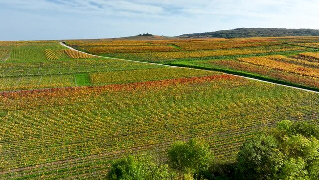 Région de Champagne en automne. Chemins qui parcourent les vignobles. 