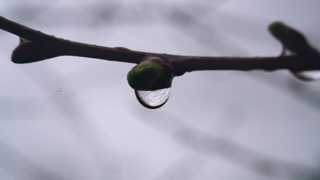 A drop of rain hangs on a spring swollen bud, thin graceful reflections of branches in a drop of water