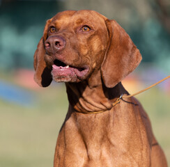 Portrait of a purebred Hungarian Vizsla dog in nature. Beautiful Magyar Vizsla golden rust color on walking. Beautiful Hungarian Vizsla dog portrait. Vizsla hunting dog. Shorthaired Hungarian Pointer