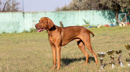 Portrait of a purebred Hungarian Vizsla dog in nature. Beautiful Magyar Vizsla golden rust color on walking. Beautiful Hungarian Vizsla dog portrait. Vizsla hunting dog. Shorthaired Hungarian Pointer