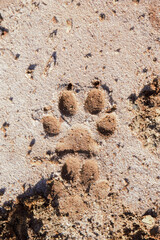 a dog footprint in the sand