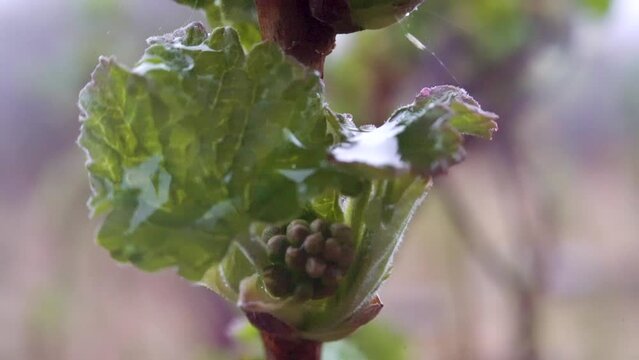 A drop of rain hangs on a spring swollen bud and wet elderberry flowers