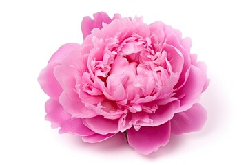 Peony isolated on white background.