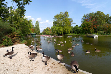 Canada gooses of the Daumesnil lake in the Vincennes wood. Paris 12th arrondissement - obrazy, fototapety, plakaty