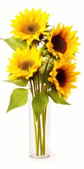 Sunflowers isolated on white background.