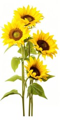 Sunflowers isolated on white background.