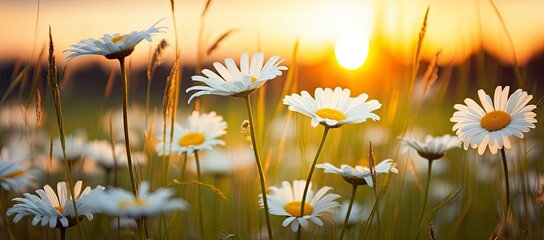 The landscape of white daisy blooms in a field with the focus.