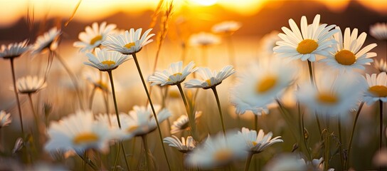 The landscape of white daisy blooms in a field with the focus.