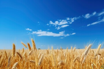 Wheat field under blue sky.