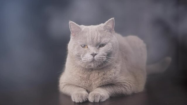 Close up, Large Gray Fluffy Cat Lies on Surface of a Table in a Smoky Room. Portrait of a resting sleepy purebred cat looking at the camera in smoke. Blurred background. Texture. Fog. Smoking, fire.
