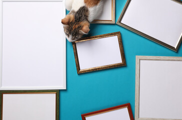 Blank wall frames and cute kitten on blue background