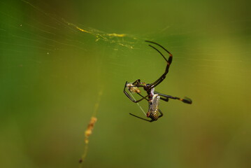 Spider On Web