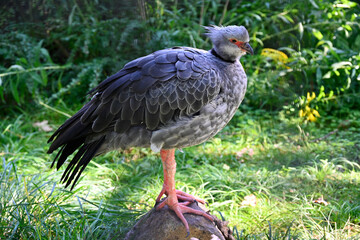 A Southern Screamer standing on a rock