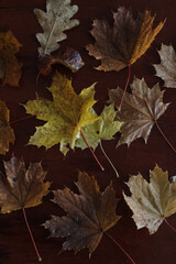 Maple leaves. Collection of multicolored fallen autumn leaves isolated on dark background