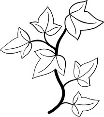 ivy plant drawing illustration.