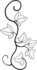 ivy plant drawing illustration.