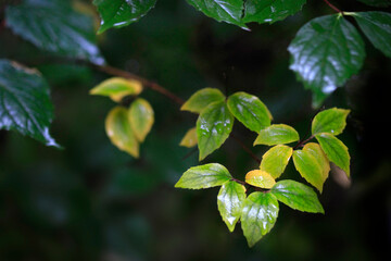Fototapeta na wymiar Drops of rain on autumn leaves