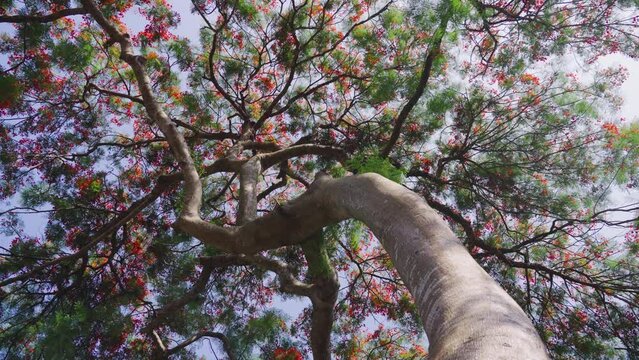 tree in spring