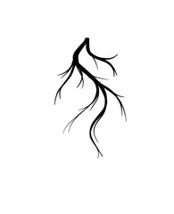 silhouette of plant roots