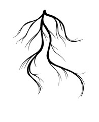 silhouette of plant roots