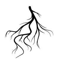 silhouette of plant roots
