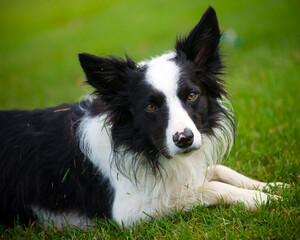 Portrait of border collie playing outside