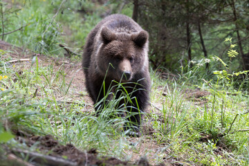 Brown bear walking in green summer forest meadow.