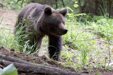 Brown bear walking in green summer forest meadow.