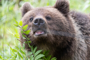 Close up of brown bear smelling the air with nose in green forest.