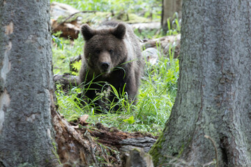 Brown bear ursus arctos walking in green forest.