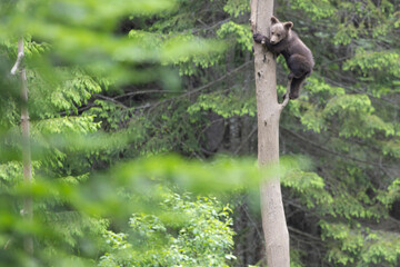 Brown bear cub baby alone climbing tree in summer forest.