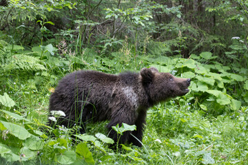 Brown bear ursus arctos walking in green forest.