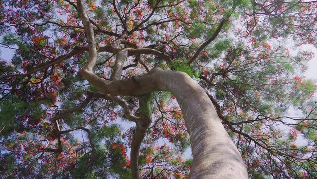 tree in the park
