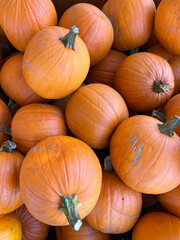 Large orange pumpkins
