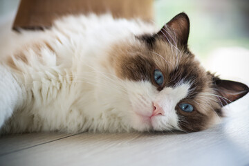 Beautiful young white purebred Ragdoll cat with blue eyes.