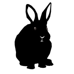 black and white rabbit