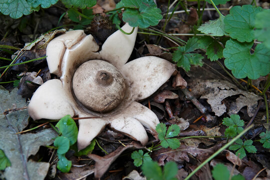 Closeup on the odd shaped collared,, saucered or triple earthstar mushroom, Geastrum triplex on the forest floor