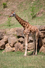 A lone giraffe leaning on large rocks