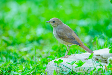 A nightingale wanders in the garden in Palencia, northern Spain