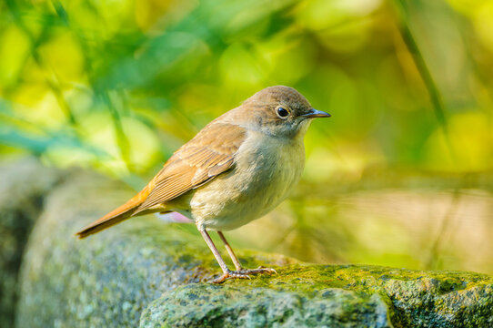 A nightingale wanders in the garden in Palencia, northern Spain