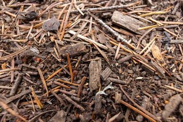 pine needles on the ground