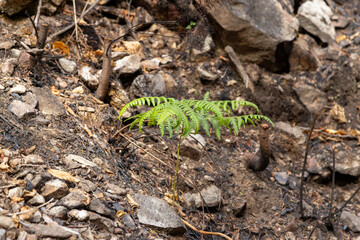 forest fire life