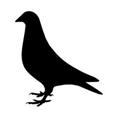 pigeon silhouette vector