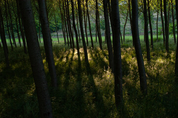 Alberi in controluce