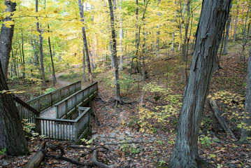 Wooden Bridge in an Autumn Forest 