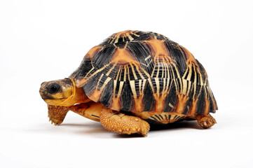 Obraz premium juvenile Radiated tortoise // junge Strahlenschildkröte (Astrochelys radiata)
