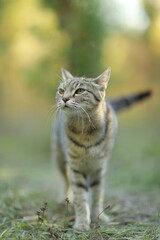 Naklejka na ściany i meble Adorable striped tabby cat sitting in the lush green grass looking directly at the camera
